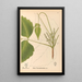 Medicinal Plants Pl131 - Charles Frederick Millspaugh — framed artwork on a wall