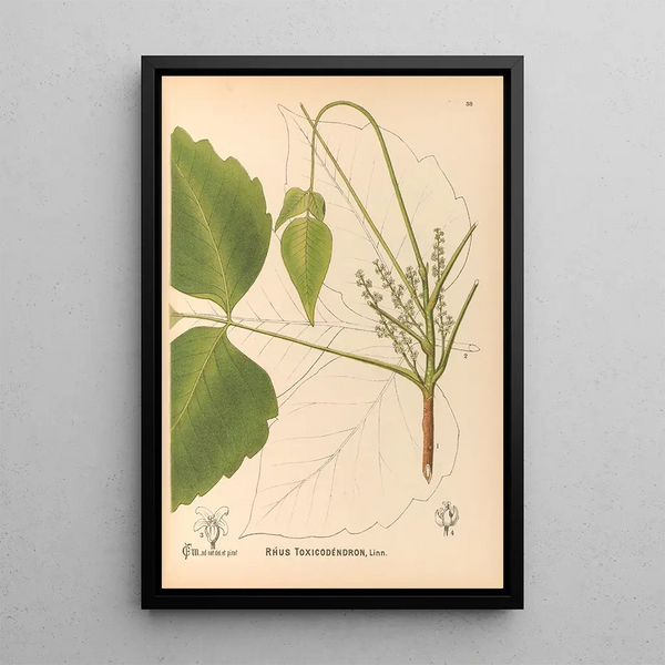 Medicinal Plants Pl131 - Charles Frederick Millspaugh — framed artwork on a wall