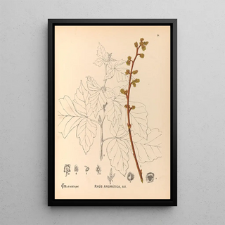 Reproduction of the painting Medicinal Plants Pl132 - Charles Frederick Millspaugh