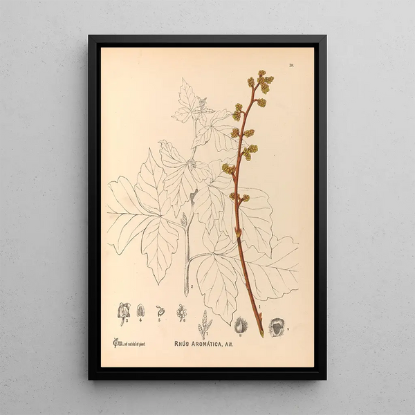 Reproduction of the painting Medicinal Plants Pl132 - Charles Frederick Millspaugh