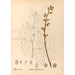 Reproduction of the painting Medicinal Plants Pl132 - Charles Frederick Millspaugh