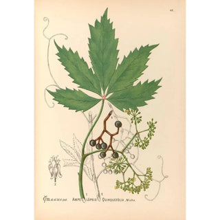 Medicinal Plants Pl133 - Charles Frederick Millspaugh — artwork view