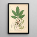 Medicinal Plants Pl133 - Charles Frederick Millspaugh — framed artwork on a wall