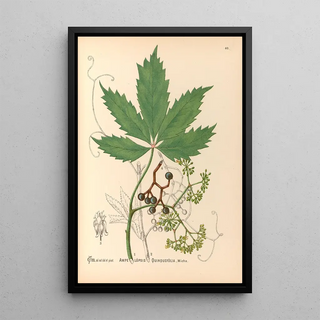 Medicinal Plants Pl133 - Charles Frederick Millspaugh — framed artwork on a wall