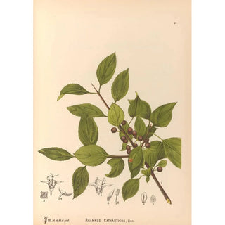 Medicinal plants Pl134 - Charles Frederick Millspaugh — artwork view