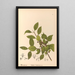 Medicinal plants Pl134 - Charles Frederick Millspaugh — framed artwork on a wall