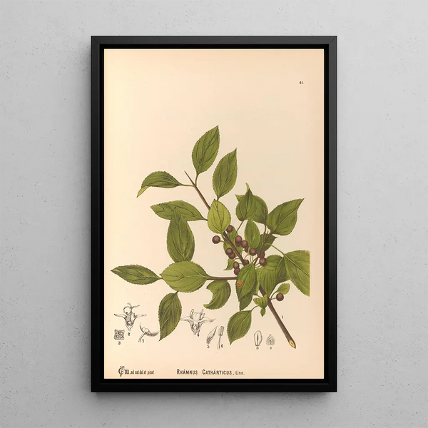 Medicinal plants Pl134 - Charles Frederick Millspaugh — framed artwork on a wall
