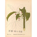 Reproduction of the painting Medicinal Plants Pl135 - Charles Frederick Millspaugh