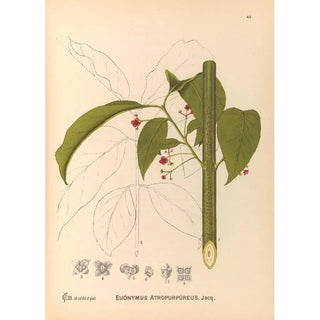 Reproduction of the painting Medicinal Plants Pl135 - Charles Frederick Millspaugh