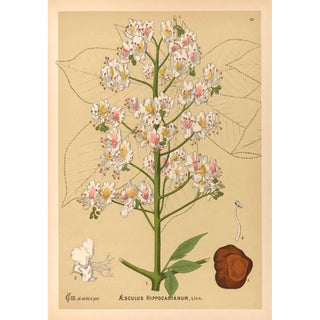 Medicinal plants Pl136 - Charles Frederick Millspaugh — artwork view
