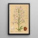 Medicinal plants Pl136 - Charles Frederick Millspaugh — framed artwork on a wall
