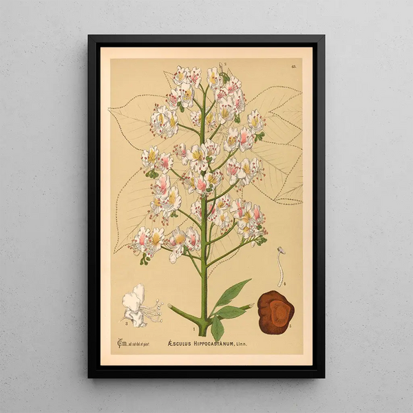 Medicinal plants Pl136 - Charles Frederick Millspaugh — framed artwork on a wall