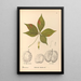 Reproduction of the painting Medicinal plants Pl137 - Charles Frederick Millspaugh