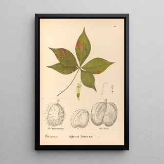 Reproduction of the painting Medicinal plants Pl137 - Charles Frederick Millspaugh