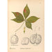 Reproduction of the painting Medicinal plants Pl137 - Charles Frederick Millspaugh