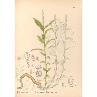 Medicinal Plants Pl138 - Charles Frederick Millspaugh — artwork view