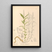 Medicinal Plants Pl138 - Charles Frederick Millspaugh — framed artwork on a wall