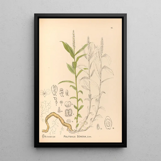 Medicinal Plants Pl138 - Charles Frederick Millspaugh — framed artwork on a wall