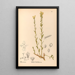 Reproduction of the painting Medicinal Plants Pl139 - Charles Frederick Millspaugh