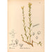 Reproduction of the painting Medicinal Plants Pl139 - Charles Frederick Millspaugh