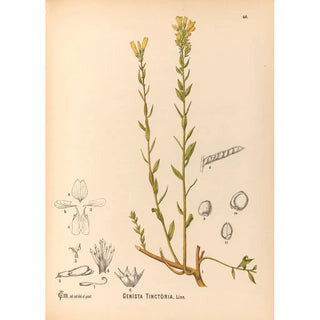 Reproduction of the painting Medicinal Plants Pl139 - Charles Frederick Millspaugh