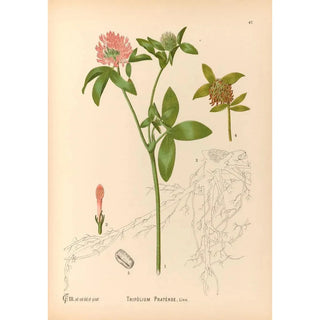 Medicinal Plants Pl140 - Charles Frederick Millspaugh — artwork view