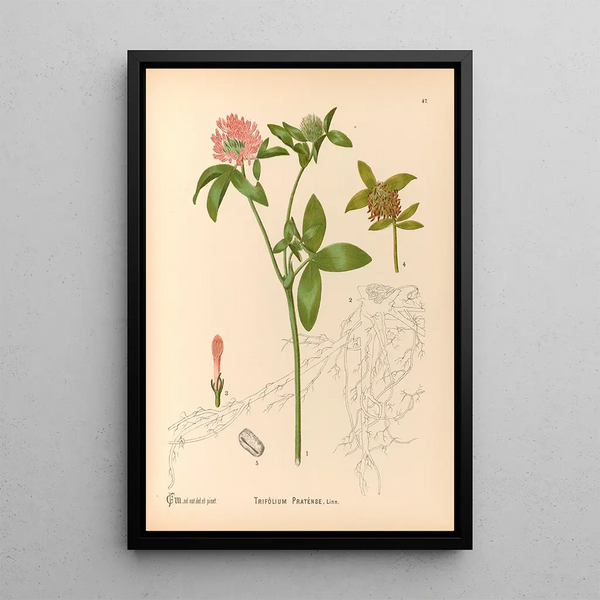 Medicinal Plants Pl140 - Charles Frederick Millspaugh — framed artwork on a wall