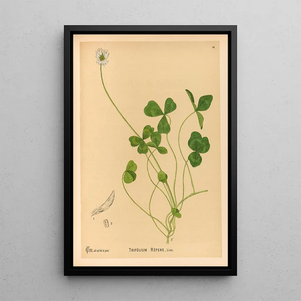 Reproduction of the painting Medicinal plants Pl141 - Charles Frederick Millspaugh