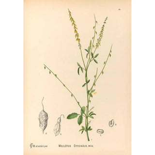 Medicinal Plants Pl142 - Charles Frederick Millspaugh — artwork view