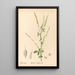 Medicinal Plants Pl142 - Charles Frederick Millspaugh — framed artwork on a wall