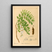 Reproduction of the painting Medicinal Plants Pl143 - Charles Frederick Millspaugh