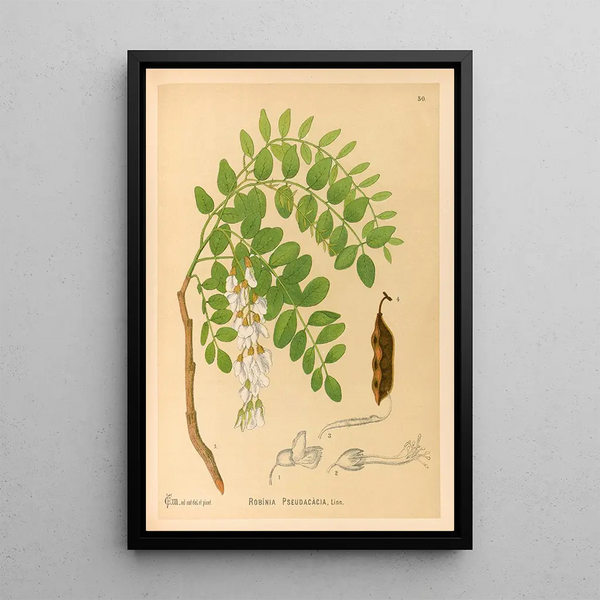 Reproduction of the painting Medicinal Plants Pl143 - Charles Frederick Millspaugh
