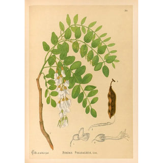 Reproduction of the painting Medicinal Plants Pl143 - Charles Frederick Millspaugh