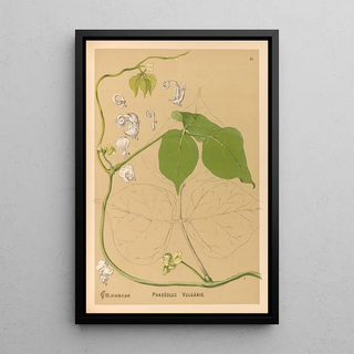 Reproduction of the painting Medicinal Plants Pl144 - Charles Frederick Millspaugh