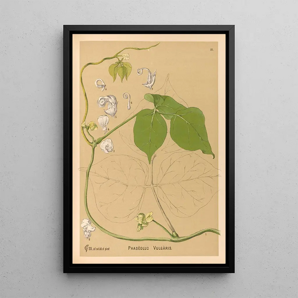 Reproduction of the painting Medicinal Plants Pl144 - Charles Frederick Millspaugh