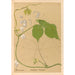 Reproduction of the painting Medicinal Plants Pl144 - Charles Frederick Millspaugh