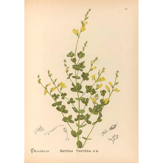 Medicinal Plants Pl145 - Charles Frederick Millspaugh — artwork view