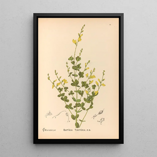 Medicinal Plants Pl145 - Charles Frederick Millspaugh — framed artwork on a wall