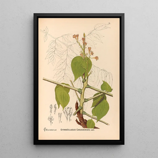Reproduction of the painting Medicinal Plants Pl146 - Charles Frederick Millspaugh