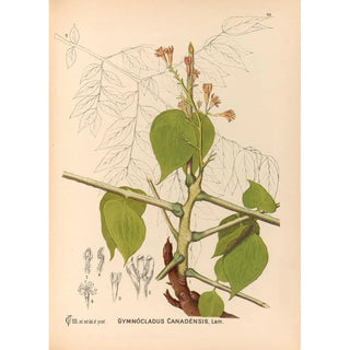 Reproduction of the painting Medicinal Plants Pl146 - Charles Frederick Millspaugh