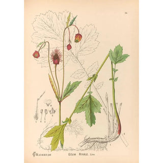 Medicinal Plants Pl147 - Charles Frederick Millspaugh — artwork view
