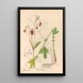 Medicinal Plants Pl147 - Charles Frederick Millspaugh — framed artwork on a wall