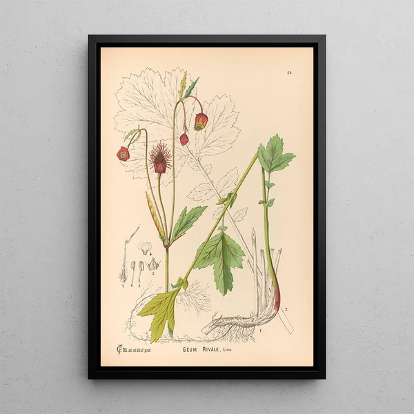Medicinal Plants Pl147 - Charles Frederick Millspaugh — framed artwork on a wall