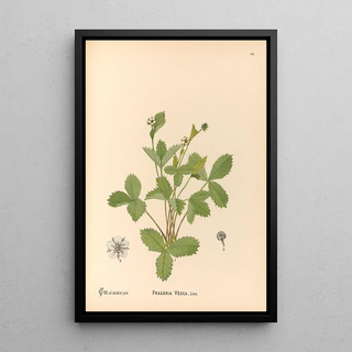 Reproduction of the painting Medicinal Plants Pl148 - Charles Frederick Millspaugh