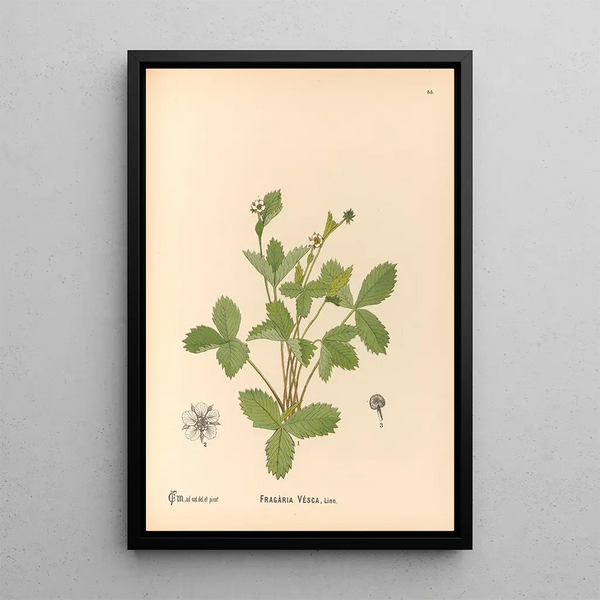 Reproduction of the painting Medicinal Plants Pl148 - Charles Frederick Millspaugh
