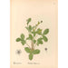 Reproduction of the painting Medicinal Plants Pl148 - Charles Frederick Millspaugh
