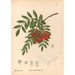 Medicinal Plants Pl149 - Charles Frederick Millspaugh — artwork view