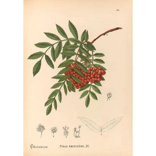 Medicinal Plants Pl149 - Charles Frederick Millspaugh — artwork view
