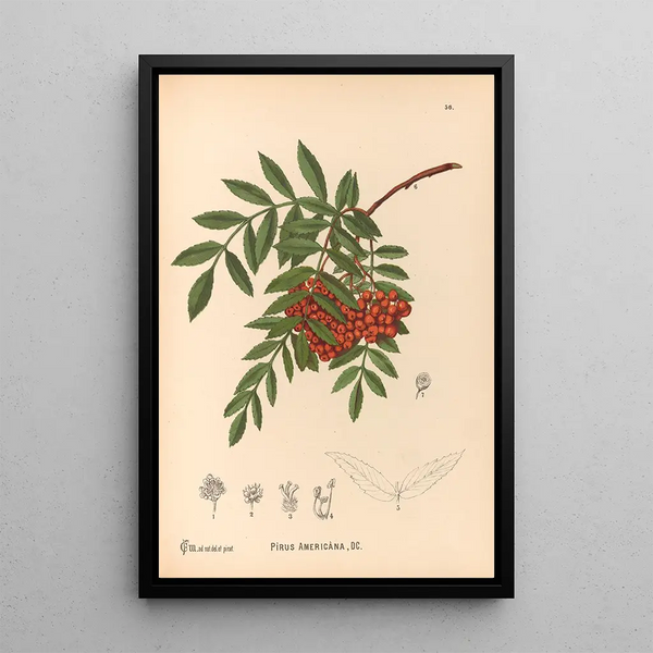 Medicinal Plants Pl149 - Charles Frederick Millspaugh — framed artwork on a wall