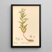 Reproduction of the painting Medicinal Plants Painting Pl150 - Charles Frederick Millspaugh